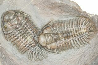 Premium Specimens For Sale