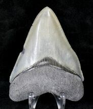 Glossy, Serrated Megalodon Tooth - Venice, FL #19200