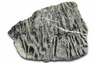 Polished Ordovician Fossil Chain Coral (Halysites) - Russia #362926