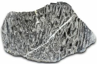 Coral Fossils For Sale