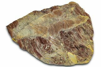 Polished Stromatolite (Jurusania) From Russia - Million Years #362937