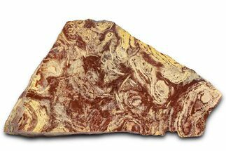 Polished Stromatolite From Russia - Million Years #362945