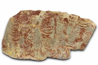 Polished Stromatolite (Inzeria) From Russia - Million Years #362946