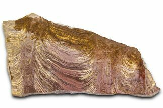 Polished Stromatolite (Inzeria) From Russia - Million Years #362947