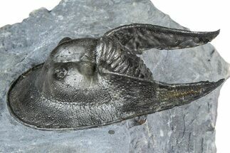 Gorgeous Scotoharpes Trilobite - Boudib, Morocco #363010