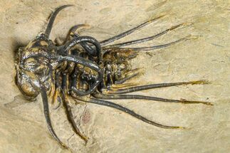 Fantastic, Spiny Dicranurus Trilobite - Atchana, Morocco #363019