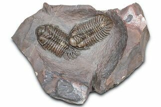 Two Beautiful Crotalocephalus Trilobites - Jorf, Morocco #362845