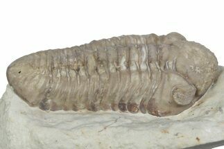 Kainops Trilobite - Black Cat Mountain, Oklahoma #362980