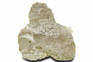 Polished Cambrian Sponge (Archaeocyatha) Fossil - Russia #363036
