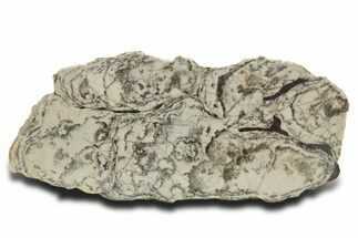 Polished Precambrian Stromatolite Slab - Siberia #363041