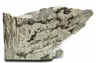 Polished Precambrian Stromatolite Section - Siberia #363043