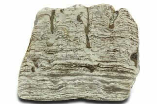 Polished Precambrian Stromatolite Section - Siberia #363044