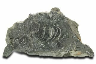 Polished Neoproterozoic Stromatolite (Minjaria) Slab - Russia #363049