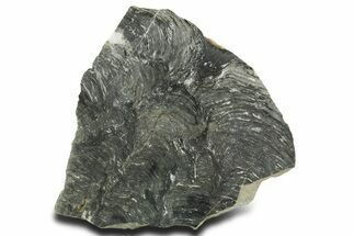 Polished Neoproterozoic Stromatolite (Minjaria) Slab - Russia #363051