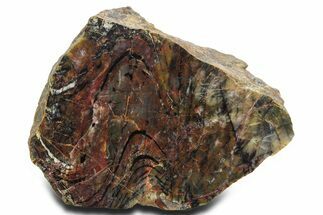 Polished Cambrian Stromatolite Fossil - Czech Republic #363062