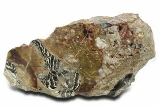 Polished Cambrian Stromatolite Fossil - Czech Republic #363066