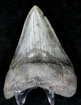 Robust Megalodon Tooth - Georgia #19205