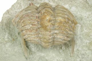 Bargain, Stalk-Eyed Cybele Trilobite - Russia #363084