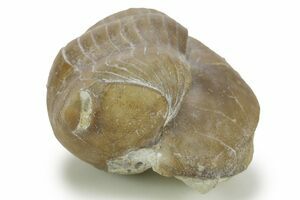 Soft-Bodied Naraoiid Arthropod (Naraoia) (#14932) For Sale