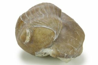Bargain, Illaenus Sinuatus Trilobite Fossil - Russia #363087