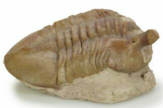 Bargain, Stalk-Eyed Asaphus Intermedius Trilobite - Russia #363089