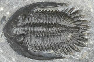 Mrakibina Trilobite - Mrakib, Morocco #363108