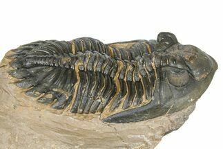 Detailed Hollardops Trilobite - Foum Zguid, Morocco #363116