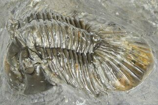 Detailed Scabriscutellum Trilobite - Morocco #363130