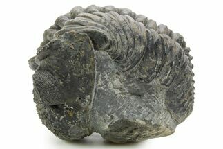 Curled Drotops Trilobite - Excellent Eye Facets #363267