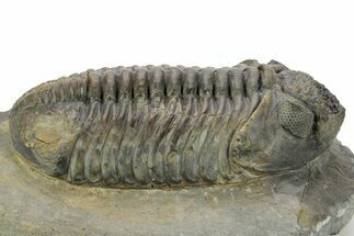 Prone Phacopid (Drotops) Trilobite - Mrakib, Morocco #363268