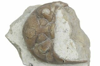 Bargain, Fossil Chasmops Trilobite Cephalon - Russia #363123