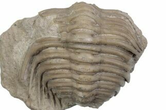 Bargain, Cybele Panderi Trilobite Fossil - Russia #363179