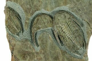 Lower Cambrian Trilobite (Neltneria) With Partials - Morocco #363265