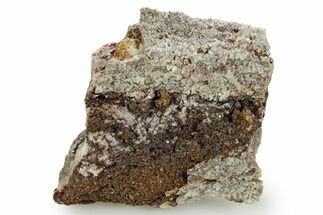 Devonian Petrified Wood (Callixylon) Section - Oldest True Wood #363333