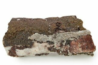 Devonian Petrified Wood (Callixylon) Section - Oldest True Wood #363337