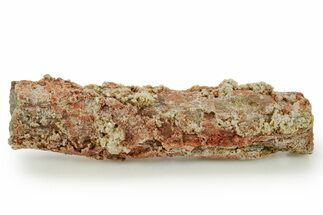 Devonian Petrified Wood (Callixylon) Section - Oldest True Wood #363353
