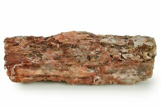 Devonian Petrified Wood (Callixylon) Section - Oldest True Wood #363355