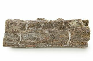 Devonian Petrified Wood (Callixylon) Section - Oldest True Wood #363366