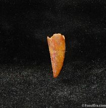 Very Well Preserved Dromaeosaur Tooth From Morocco #355
