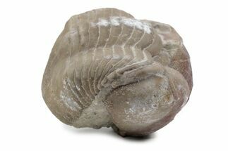 Bargain, Enrolled Illaenus Trilobite Fossil - Russia #363207