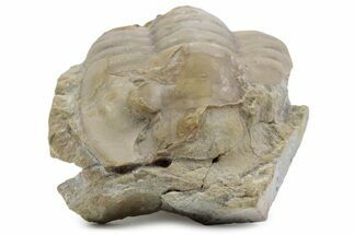 Bargain, Niobella Lindstroemi Trilobite - Rare Species #363216