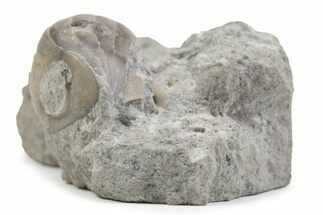 Bargain, Enrolled Nileus Armadillo Trilobite - Russia #363240