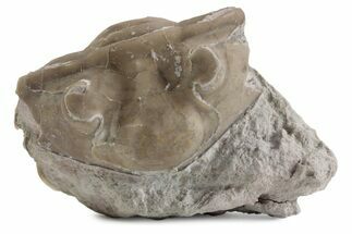 Bargain, Partially Enrolled Asaphus Trilobite - Russia #363247
