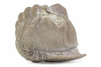 Bargain, Enrolled Asaphus Trilobite - Russia #363255