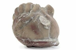 Soft-Bodied Naraoiid Arthropod (Naraoia) (#14932) For Sale