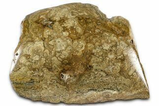 Polished Miocene Stromatolite (Chlorellopsis) - Crimea #362975