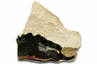 Polished Fossil Stromatolite (Columnacollenia) Slab - Crimea #363008