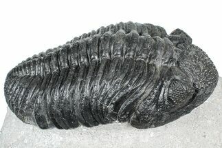 Huge Phacopid (Drotops) Trilobite - Issoumour, Morocco #363233