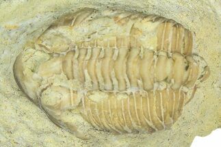 Bargain, Partial Estoniops Exilis Trilobite - Russia #363262