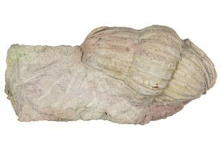 Bargain, Enrolled Niobe Frontalis Trilobite - Russia #363263